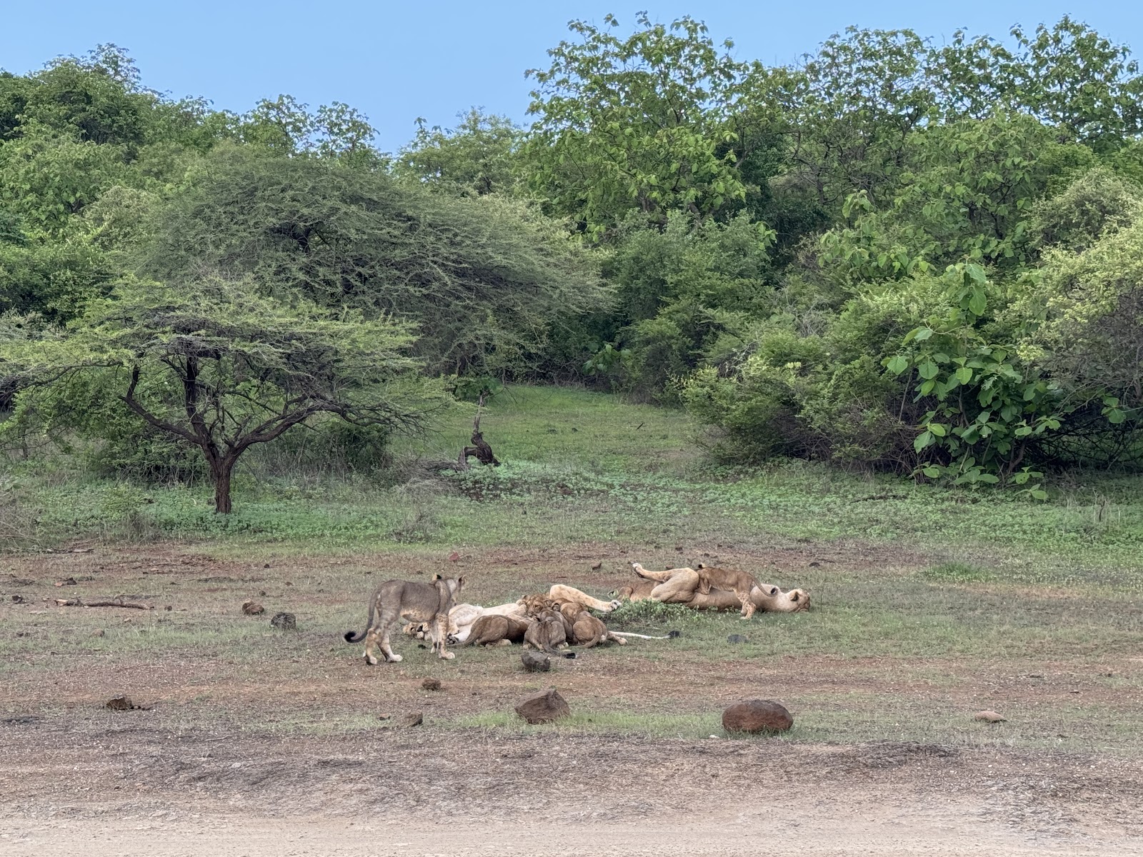 Gir National Park