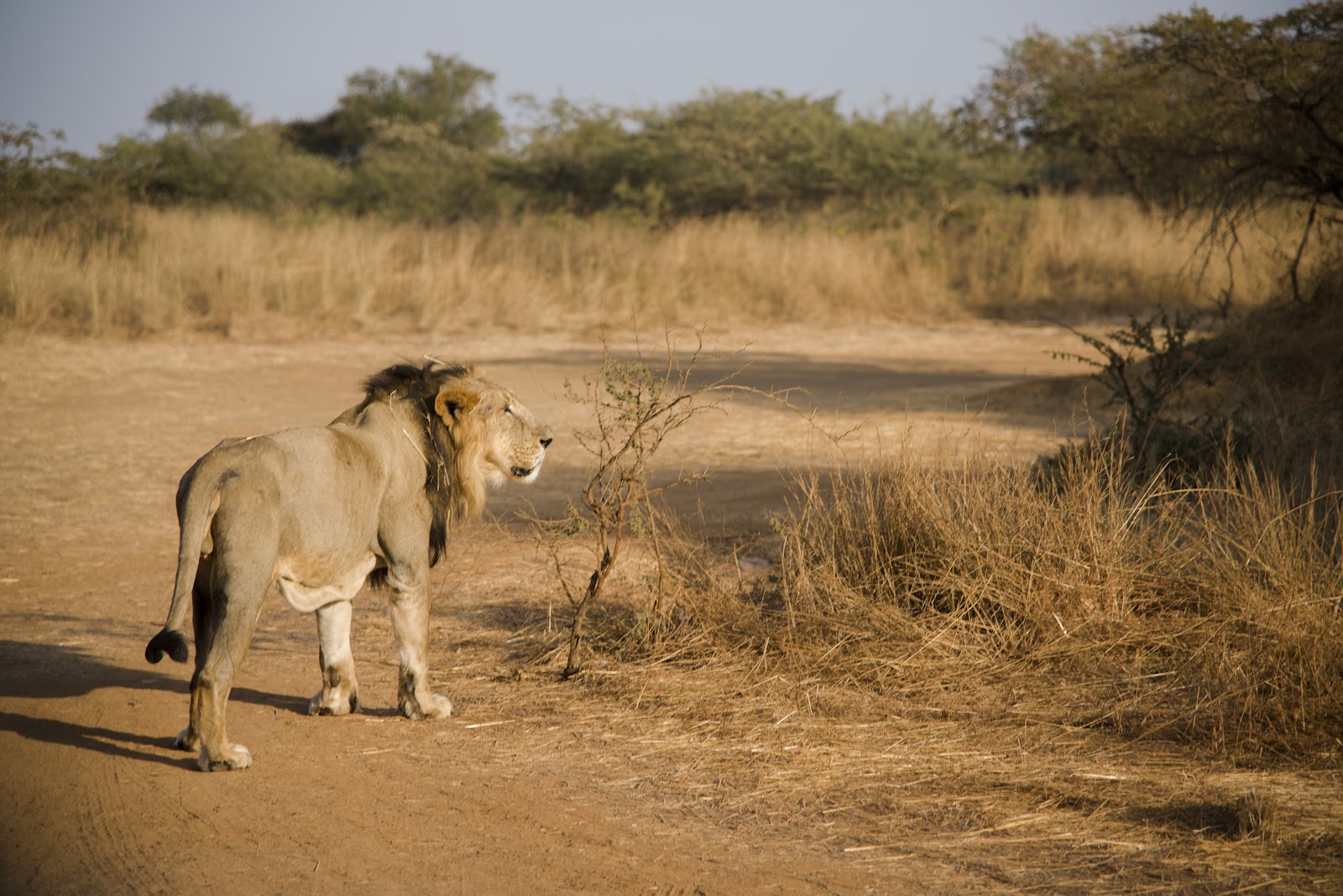 Gir National Park