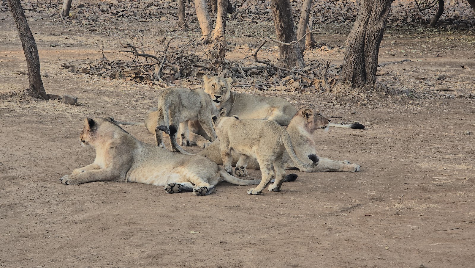 Gir National Park
