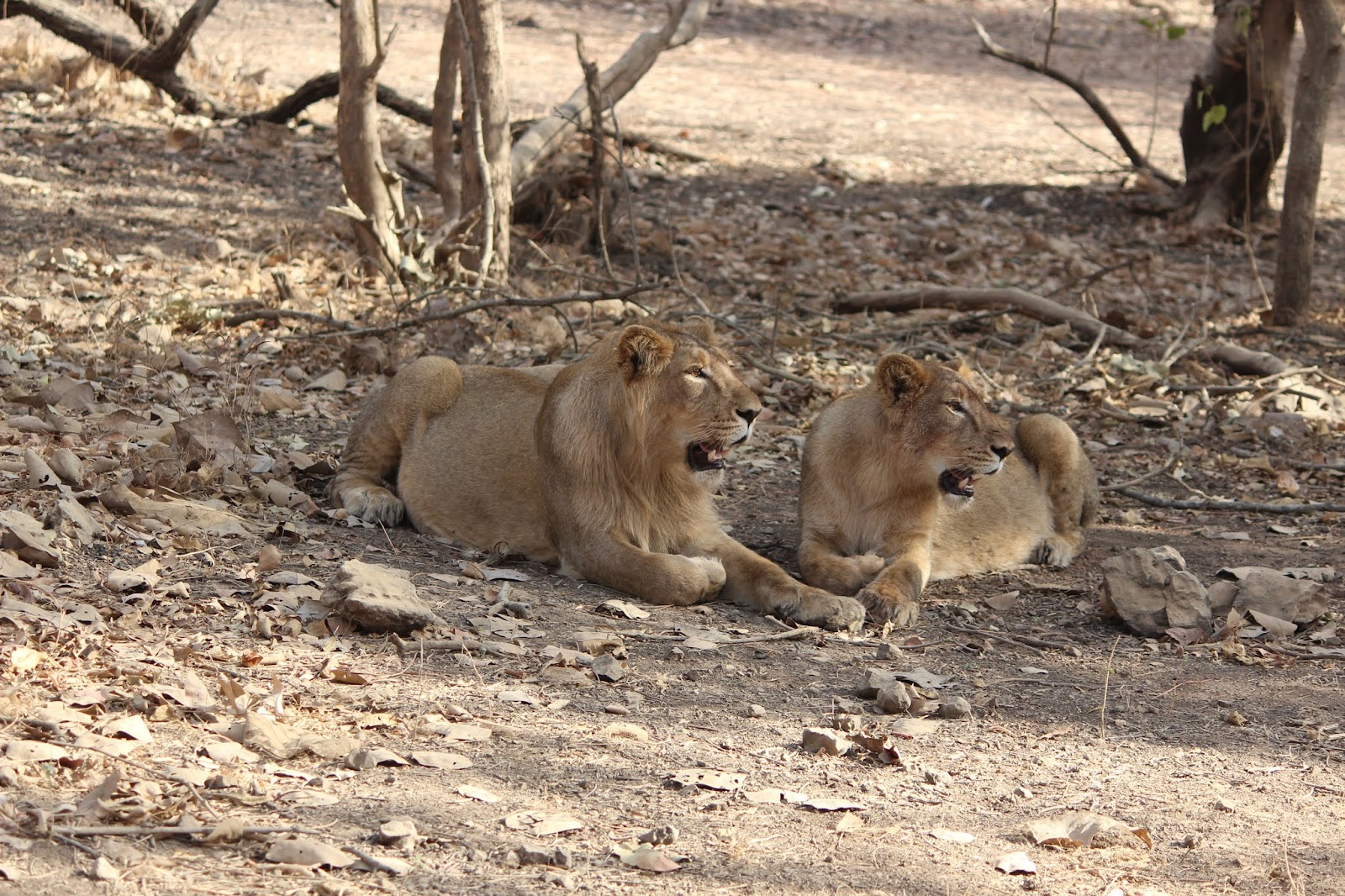Sasan Gir Temple