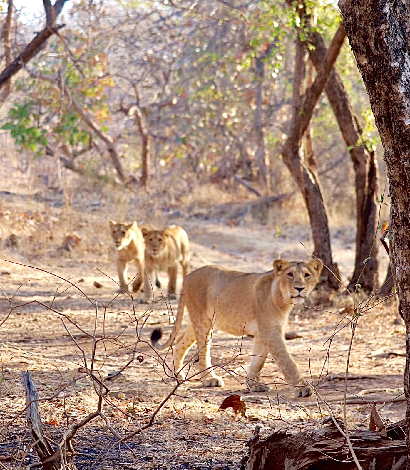 Sasan Gir Temple