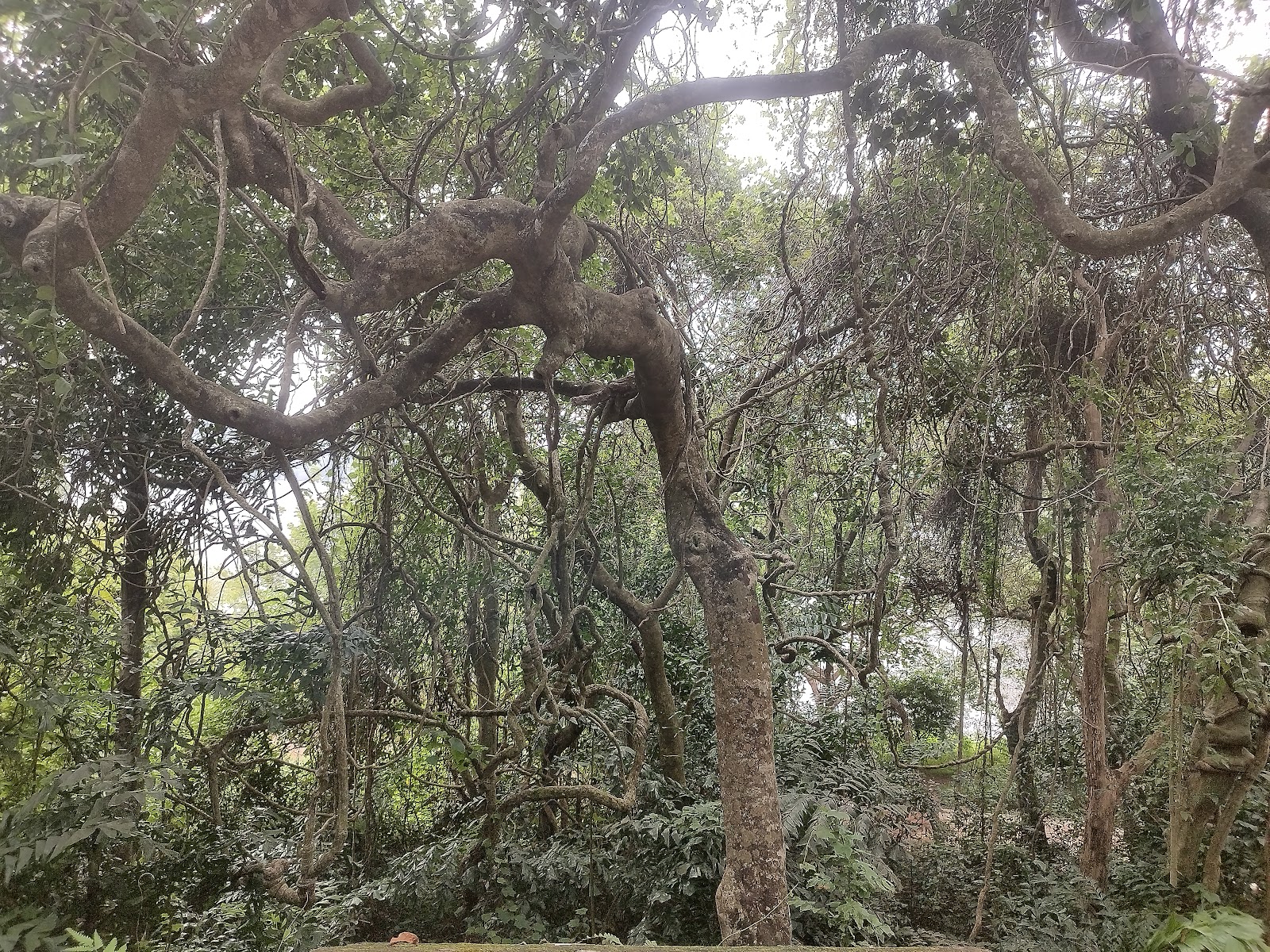 Sastha Temple Sasthamcotta