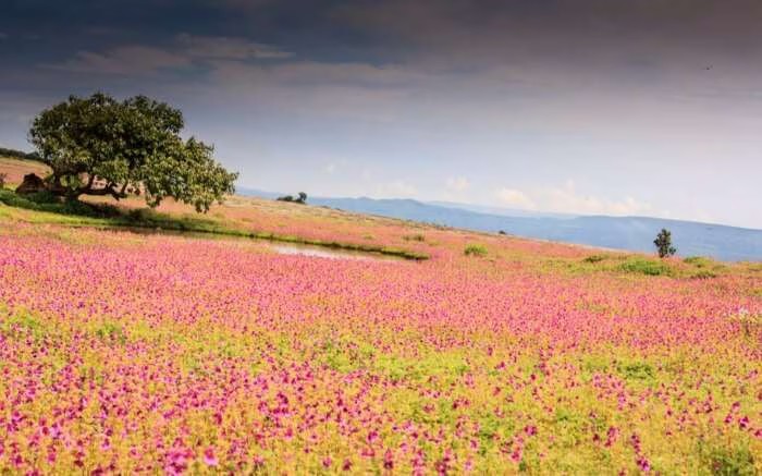 Kaas Plateau