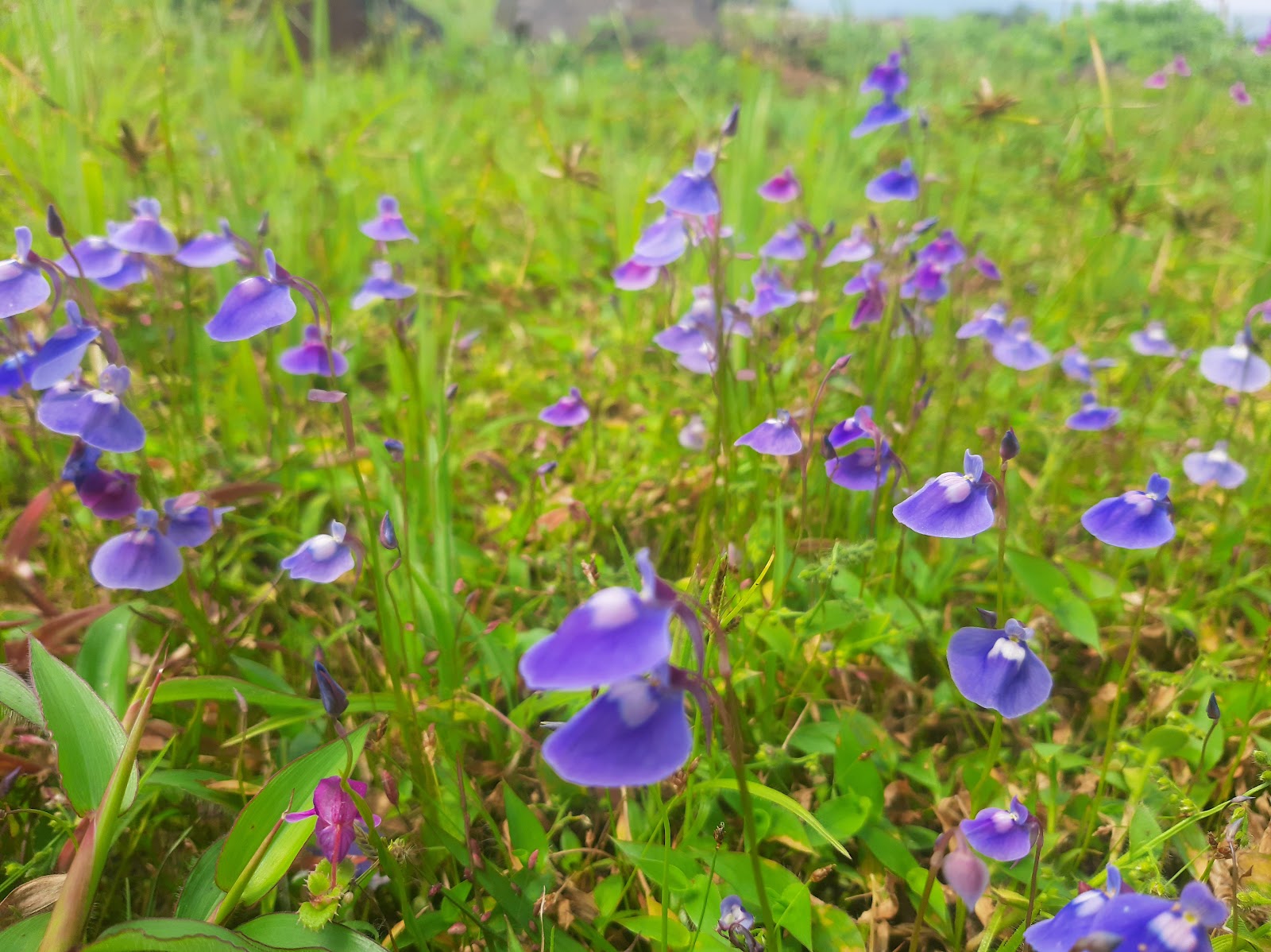 Kaas Plateau