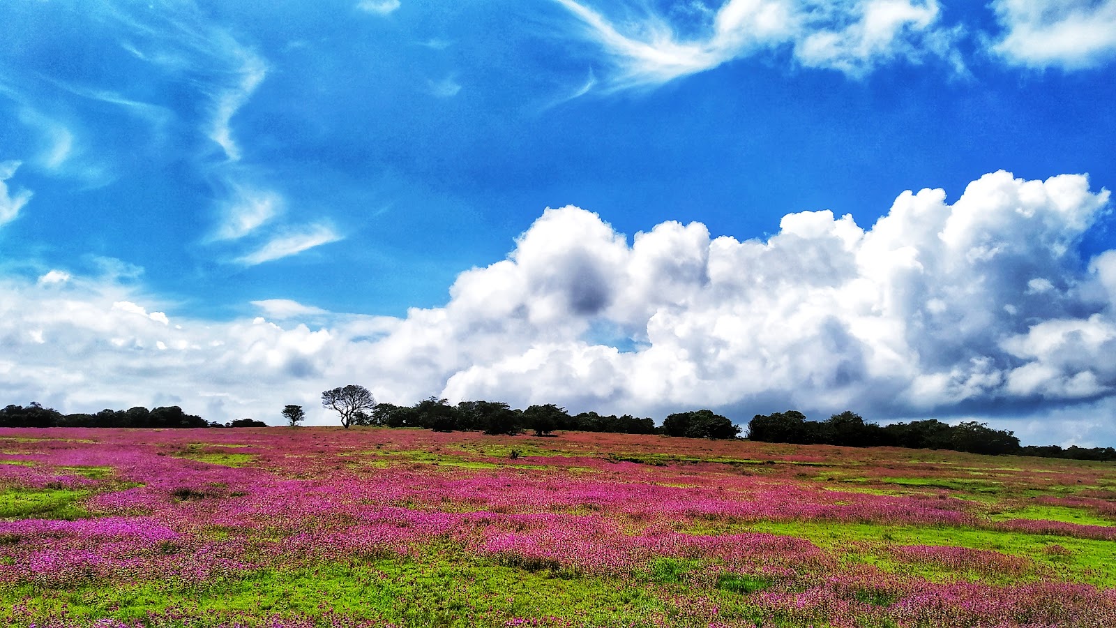 Kaas Plateau