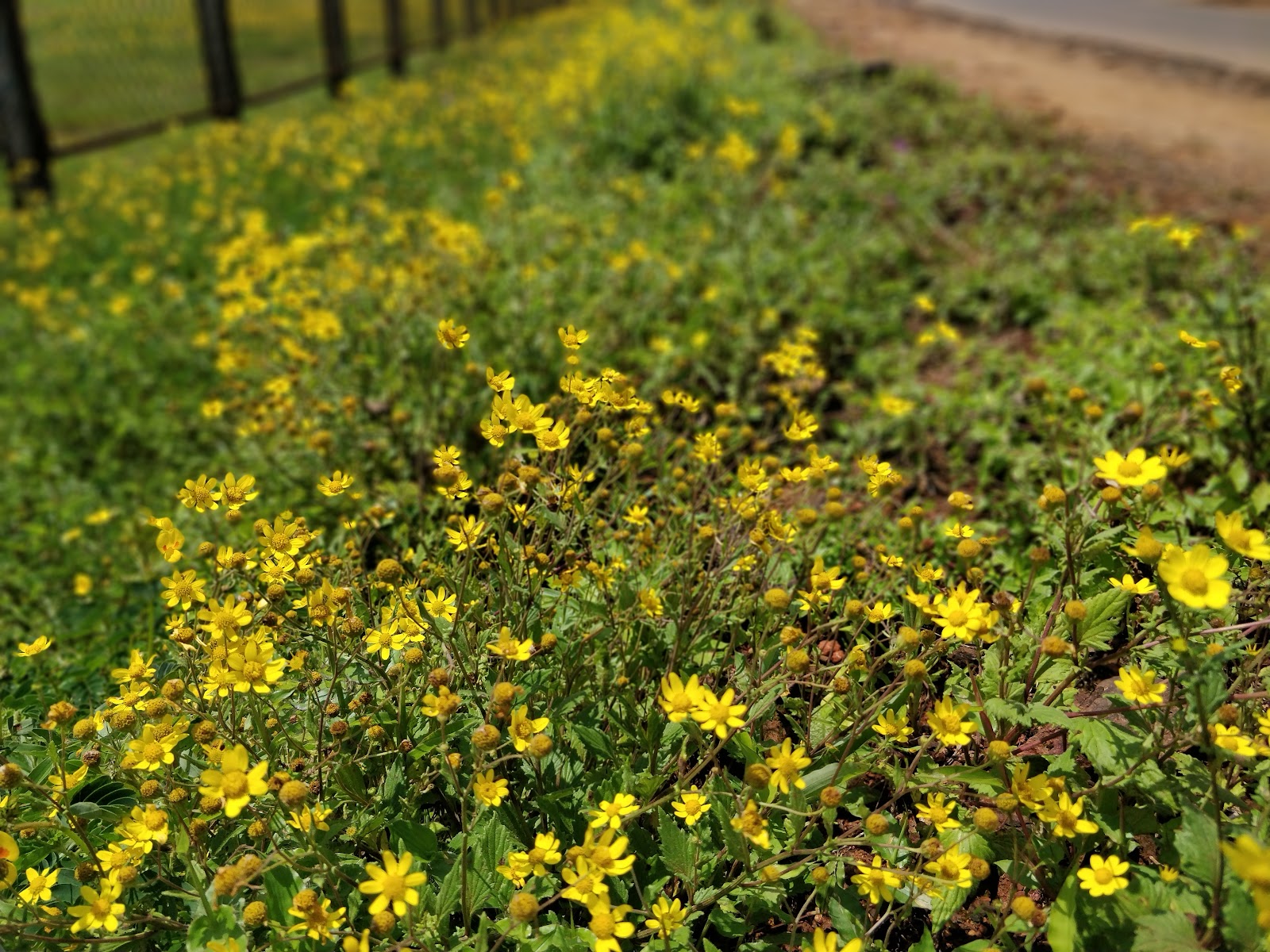 Kaas Plateau