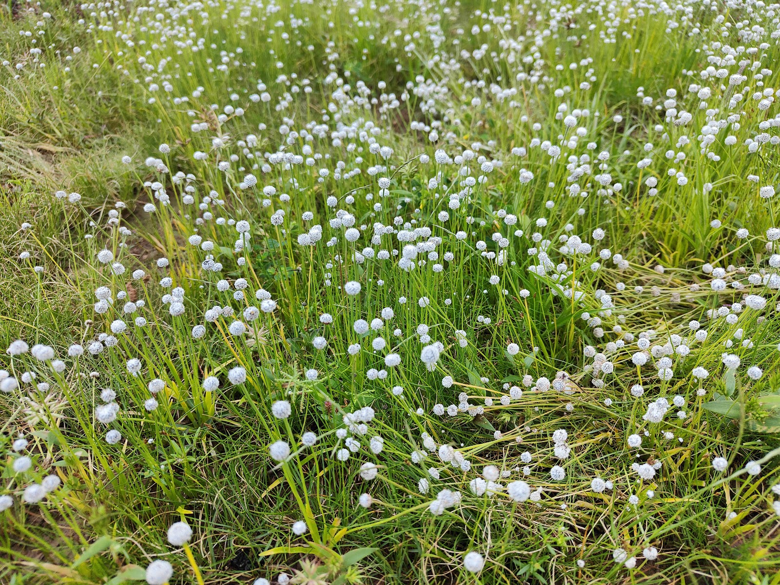 Kaas Plateau