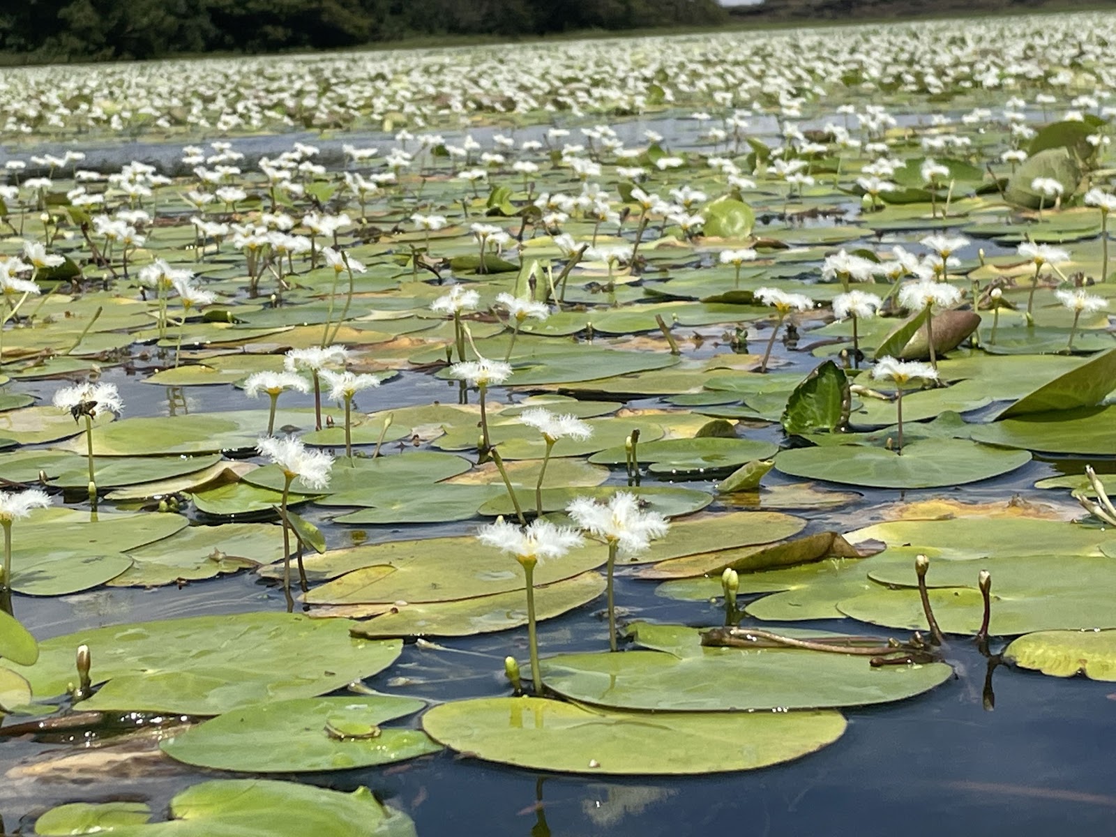 Kaas Plateau