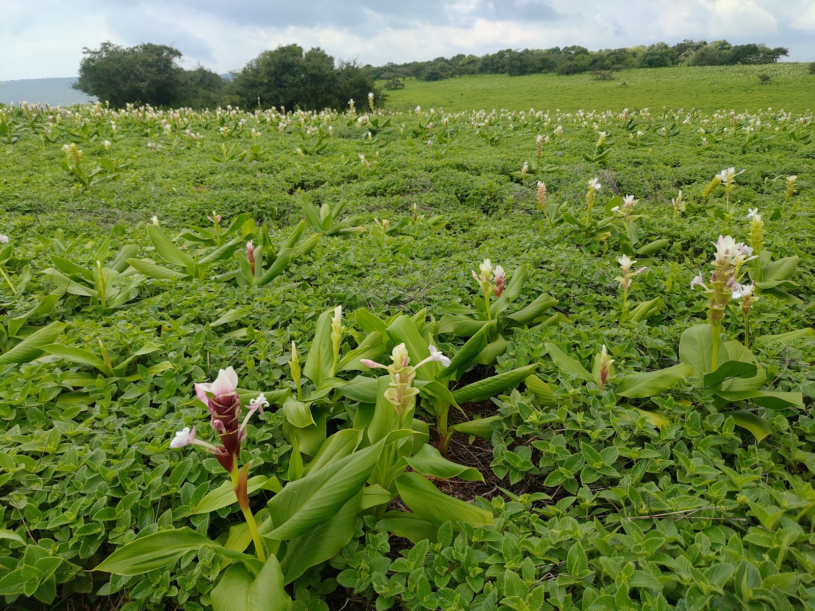 Kaas Plateau