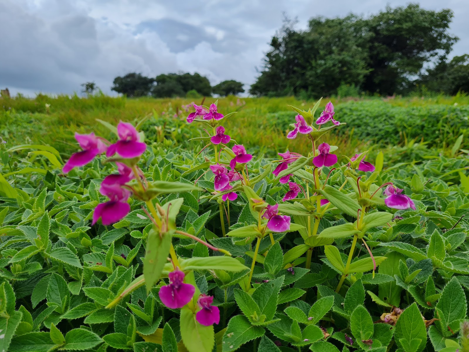 Kaas Plateau