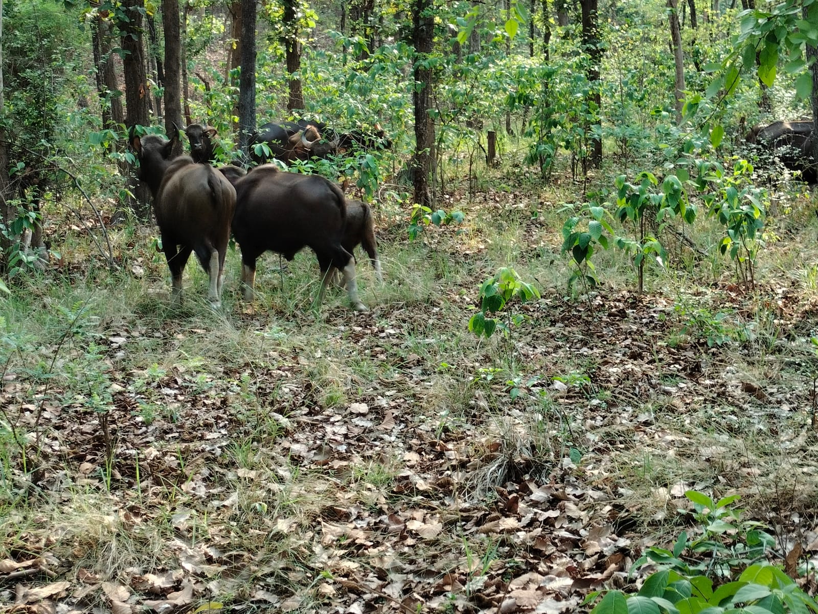 Debrigarh Wildlife Sanctuary
