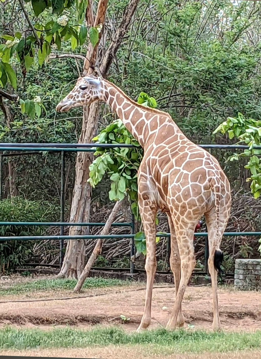 Nandankanan Zoological Park