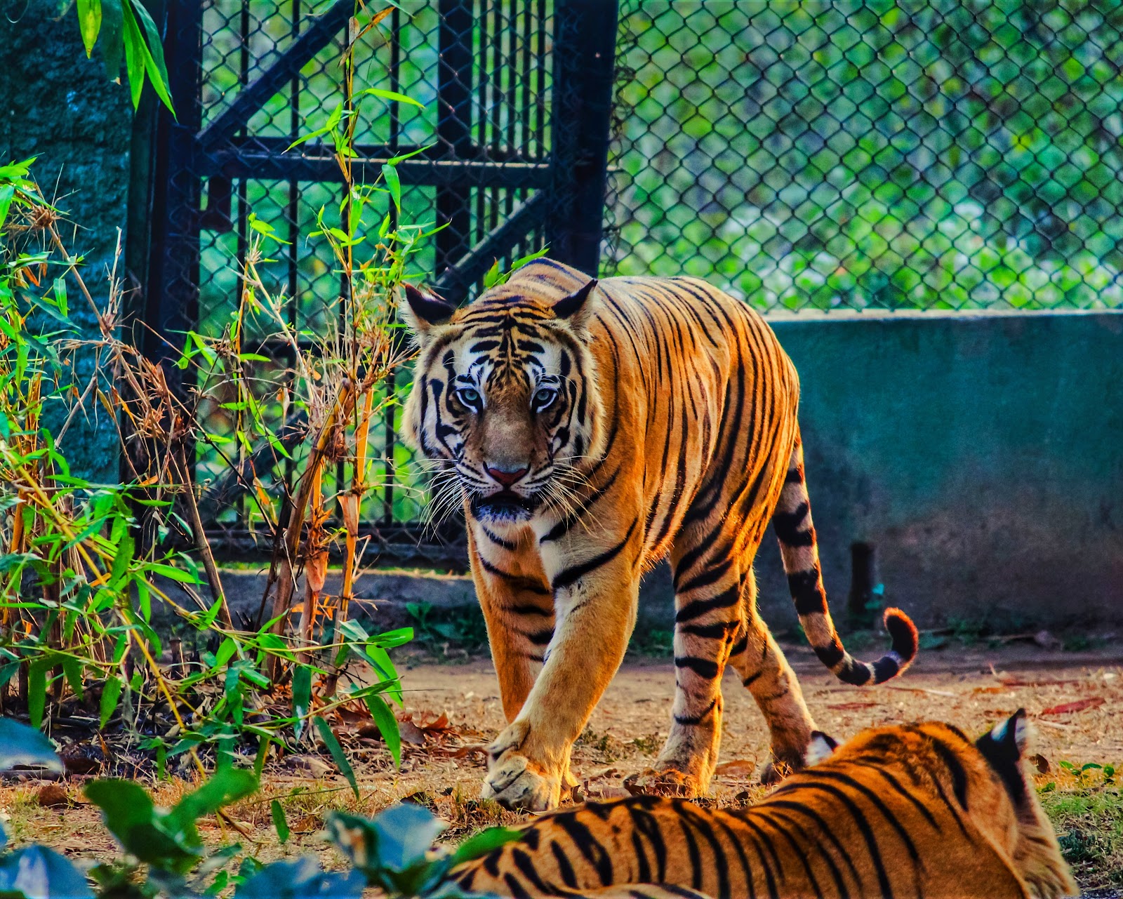 Nandankanan Zoological Park