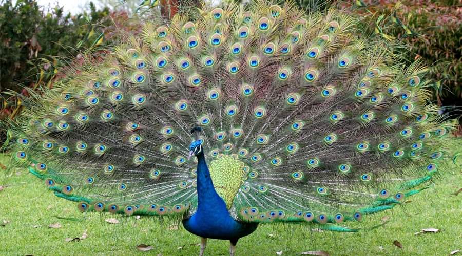 Debrigarh Wildlife Sanctuary