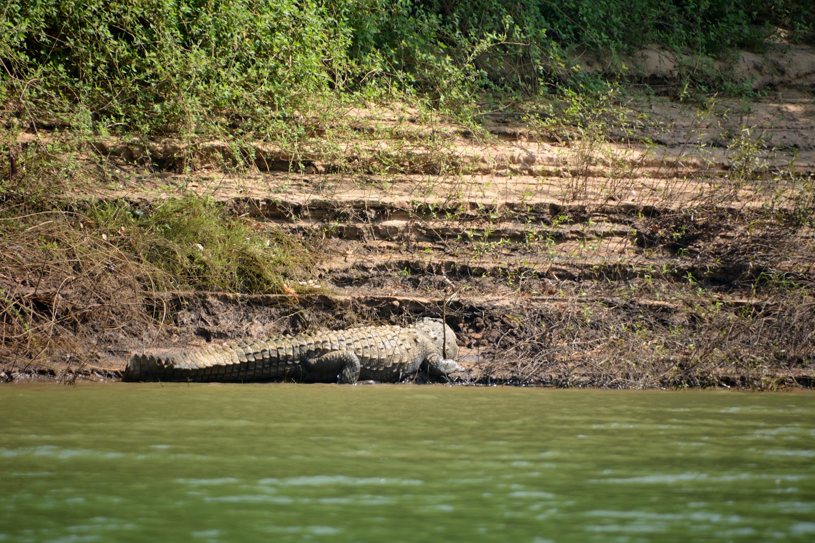 Mahanadi River