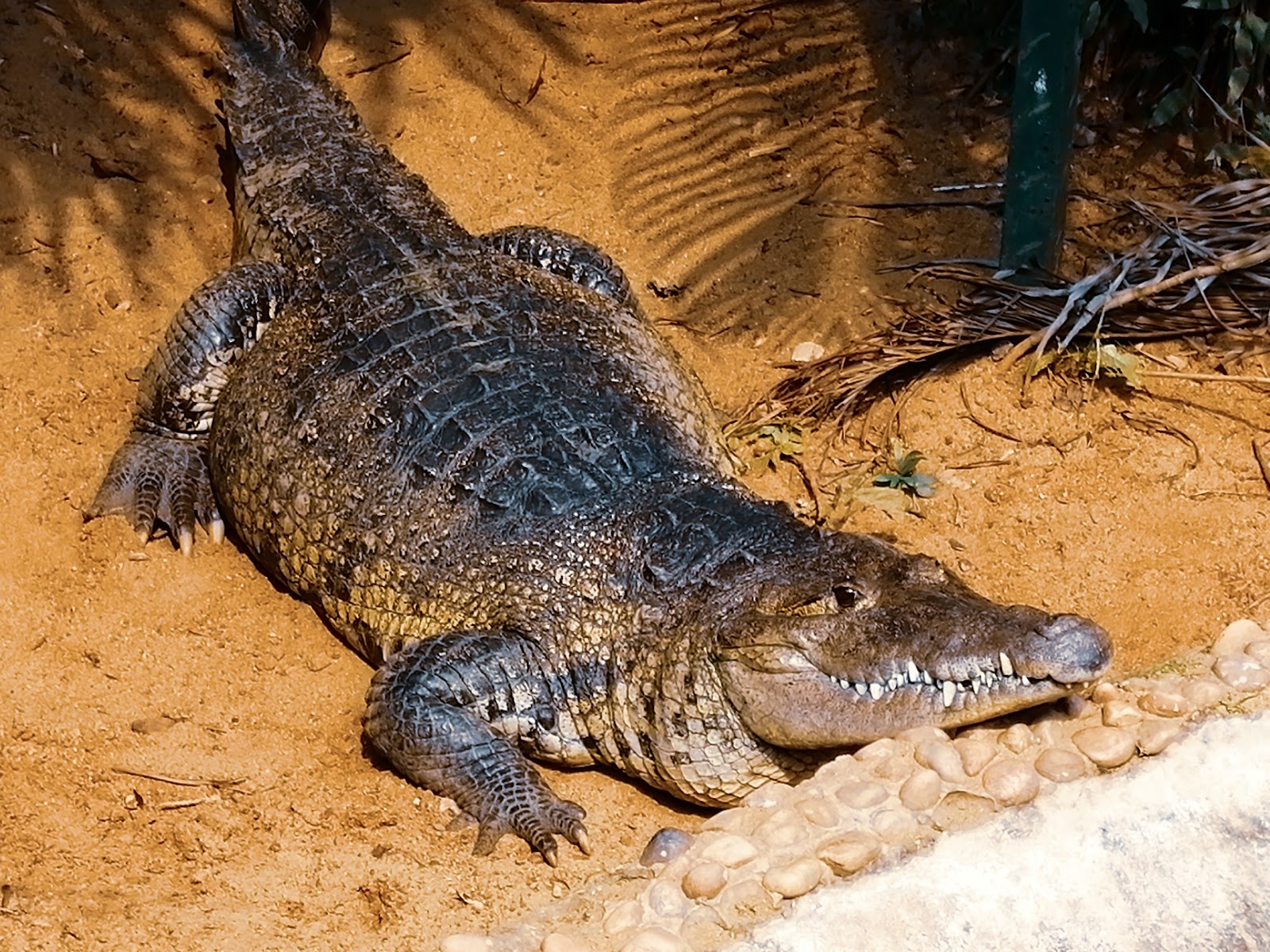 Nandankanan Zoological Park