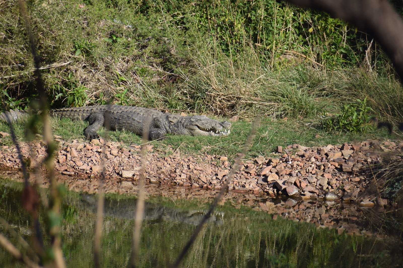 Ranthambore National Park