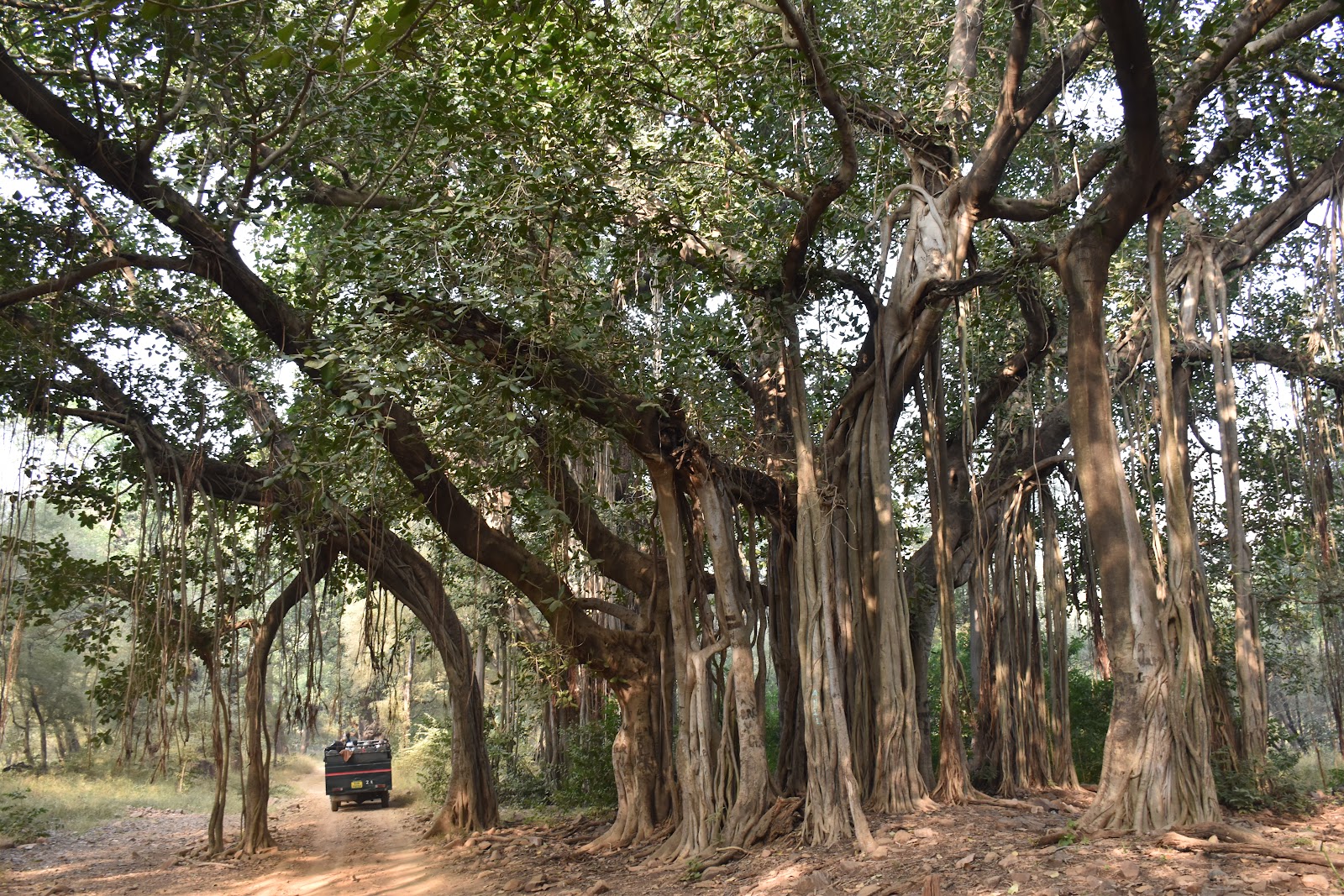 Ranthambore National Park