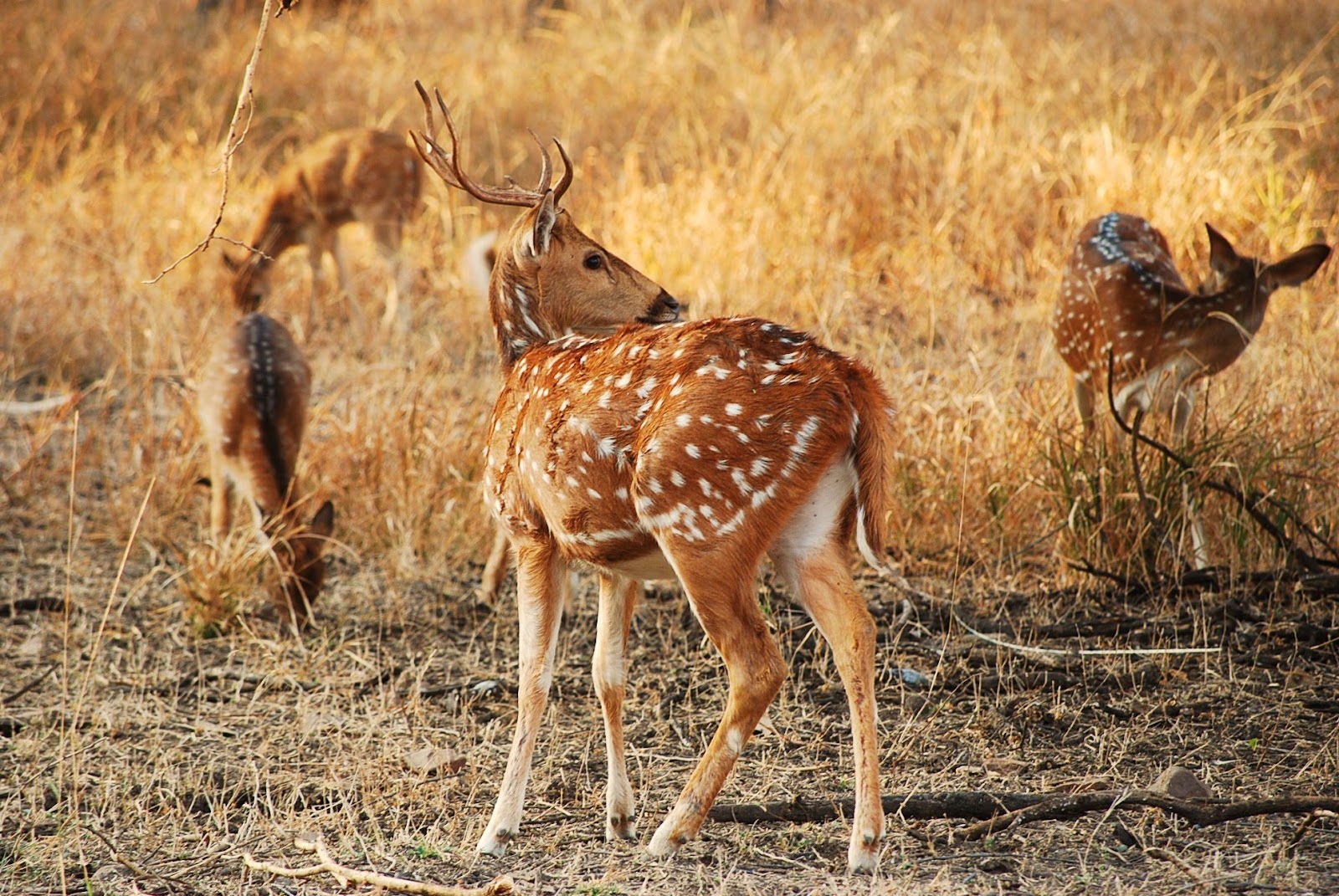 Ranthambore National Park