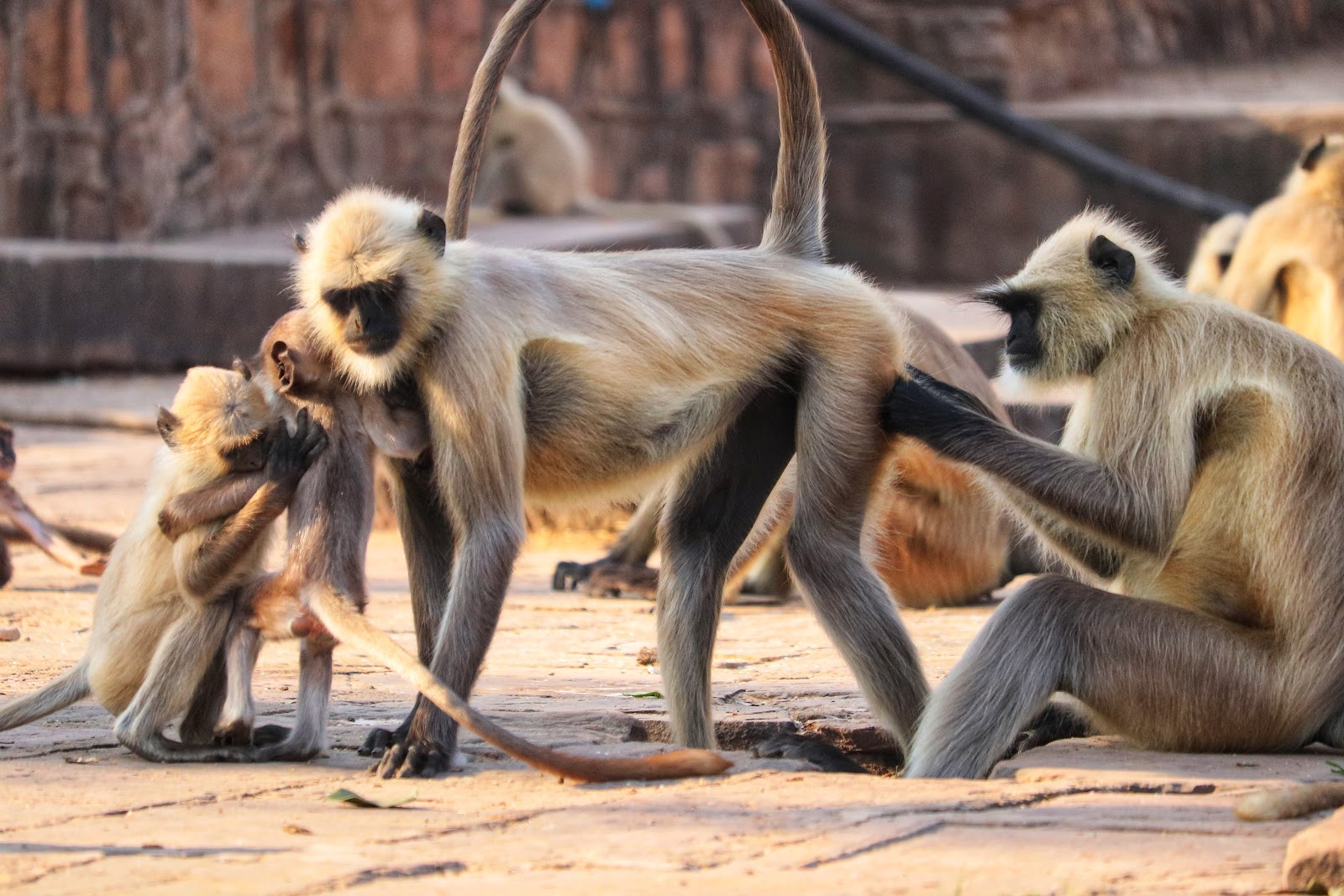 Ranthambore National Park