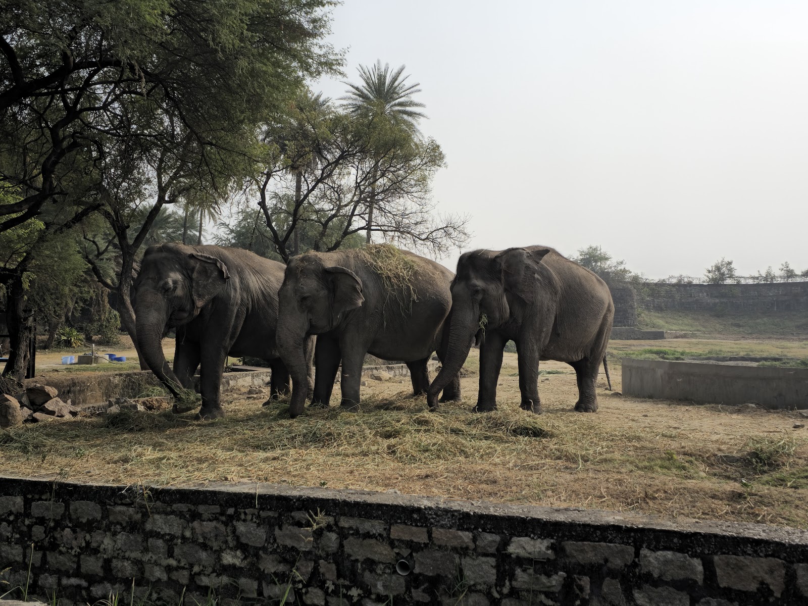 Nehru Zoological Park