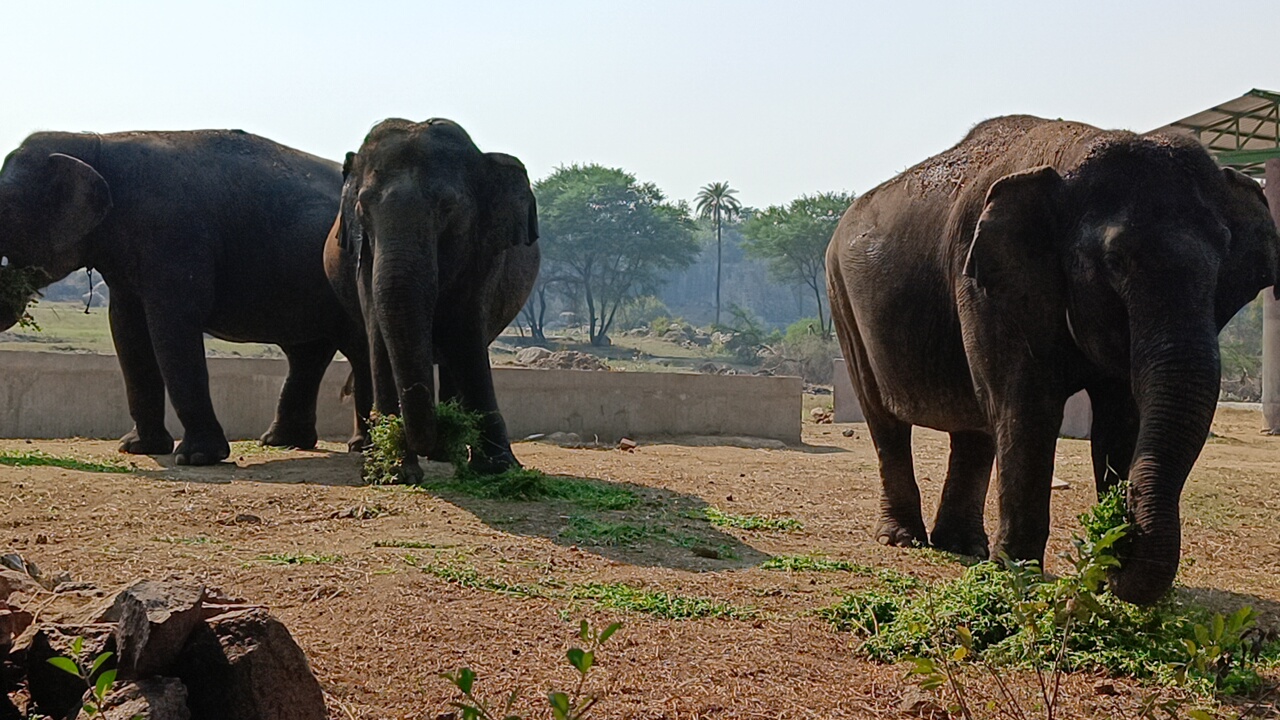 Nehru Zoological Park