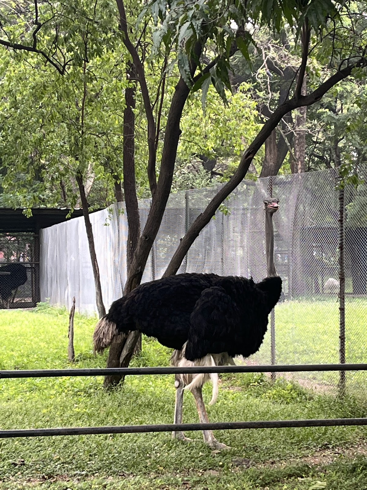 Nehru Zoological Park