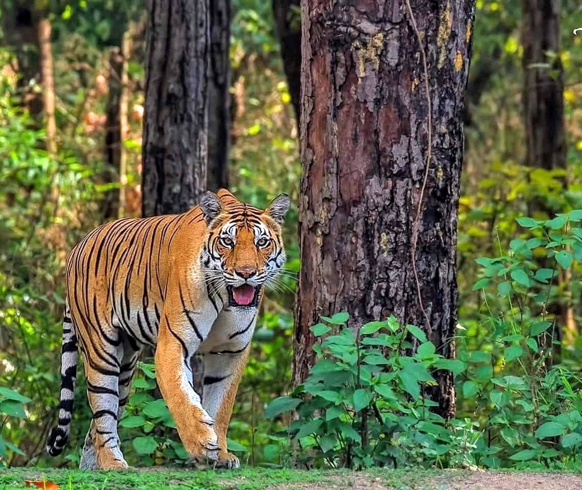 Kanha National Park