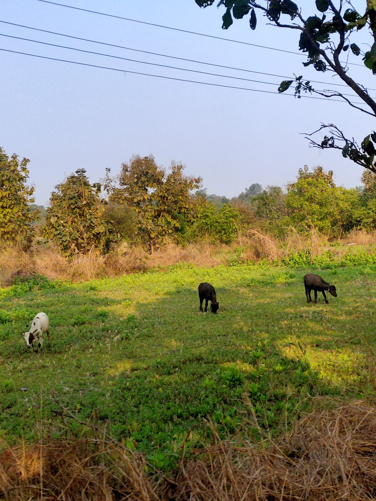 Tansa Wildlife Sanctuary