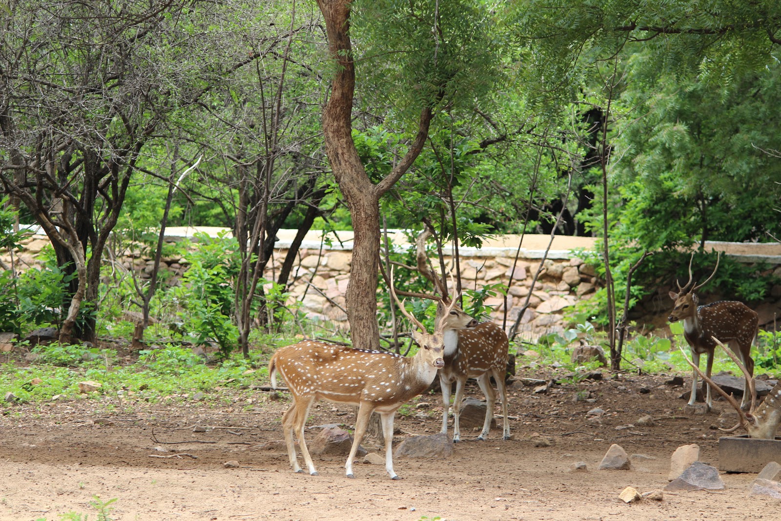 Shamirpet Deer Park Shamirpet Telangana India