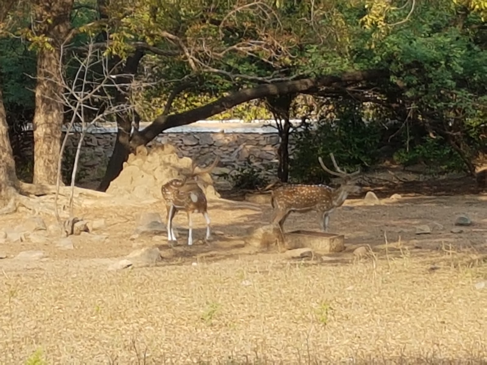 Shamirpet Deer Park Shamirpet Telangana India