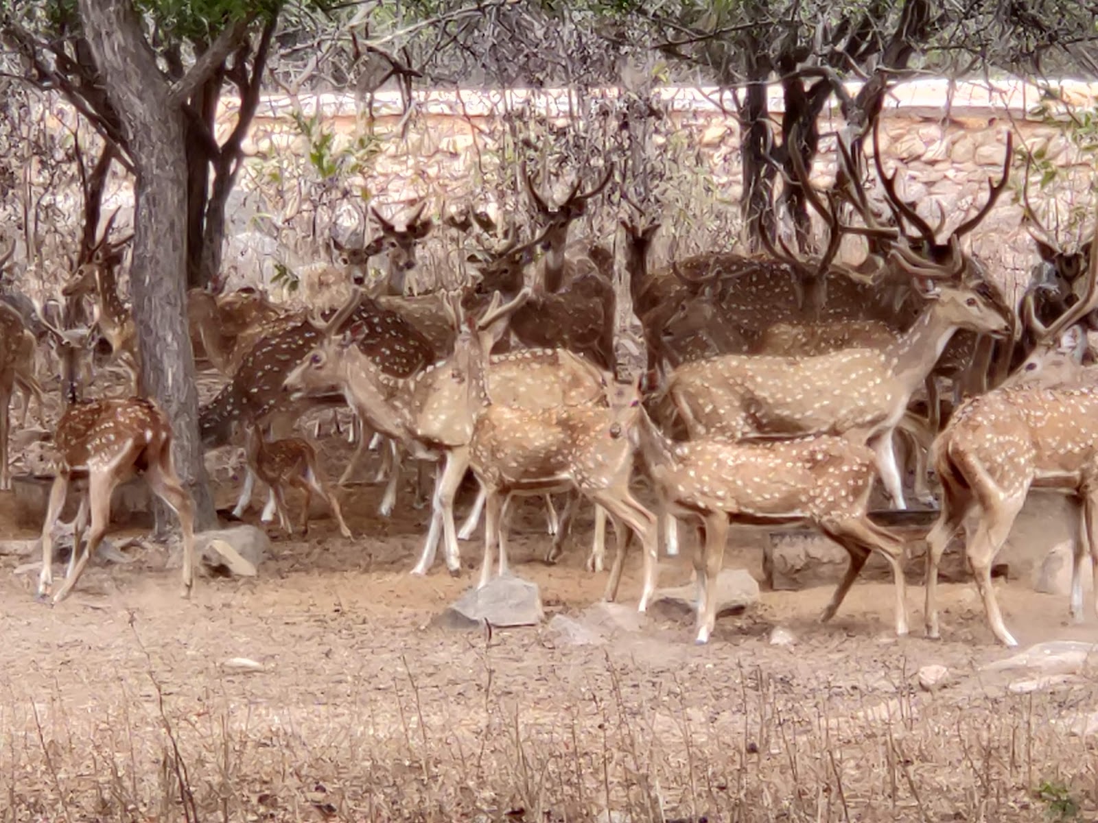 Shamirpet Deer Park Shamirpet Telangana India