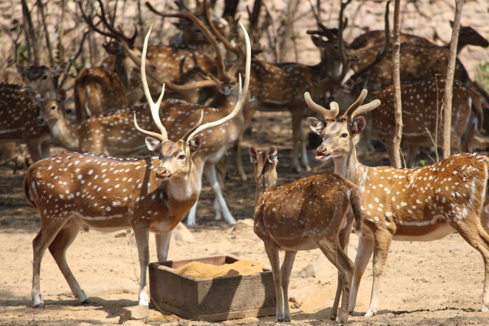 Shamirpet Deer Park Shamirpet Telangana India