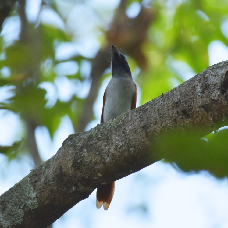 Cauvery Wildlife Sanctuary