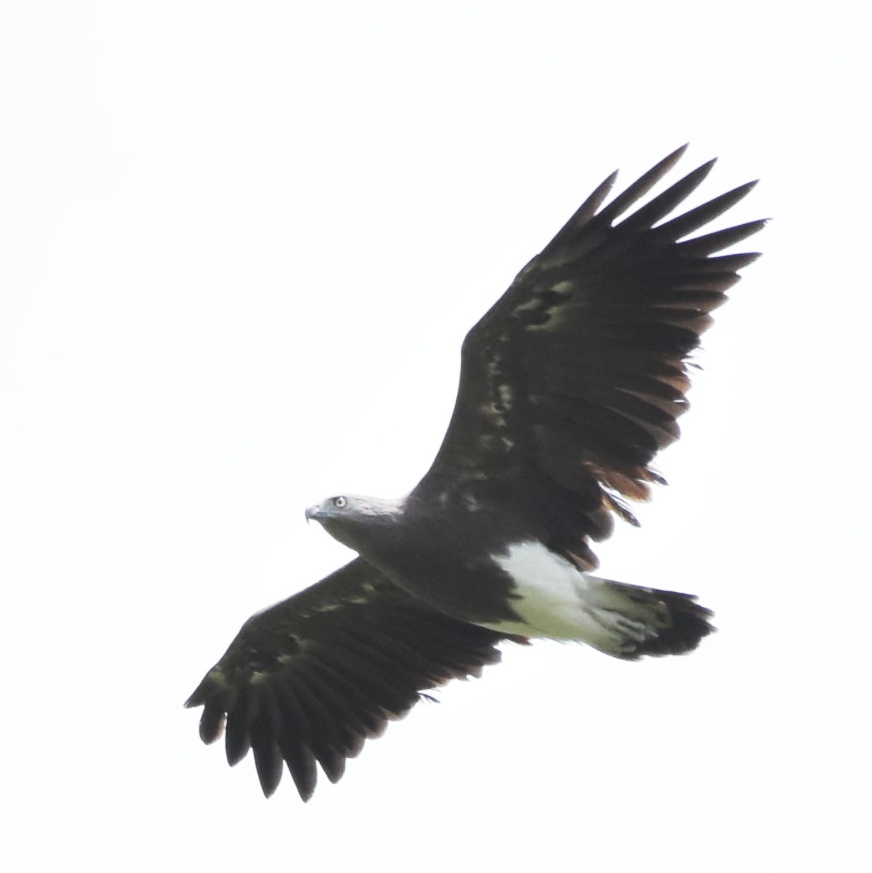 Cauvery Wildlife Sanctuary