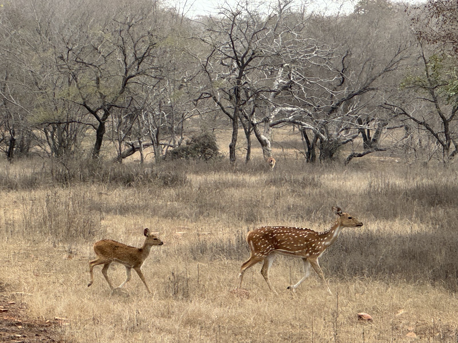 Madhav National Park