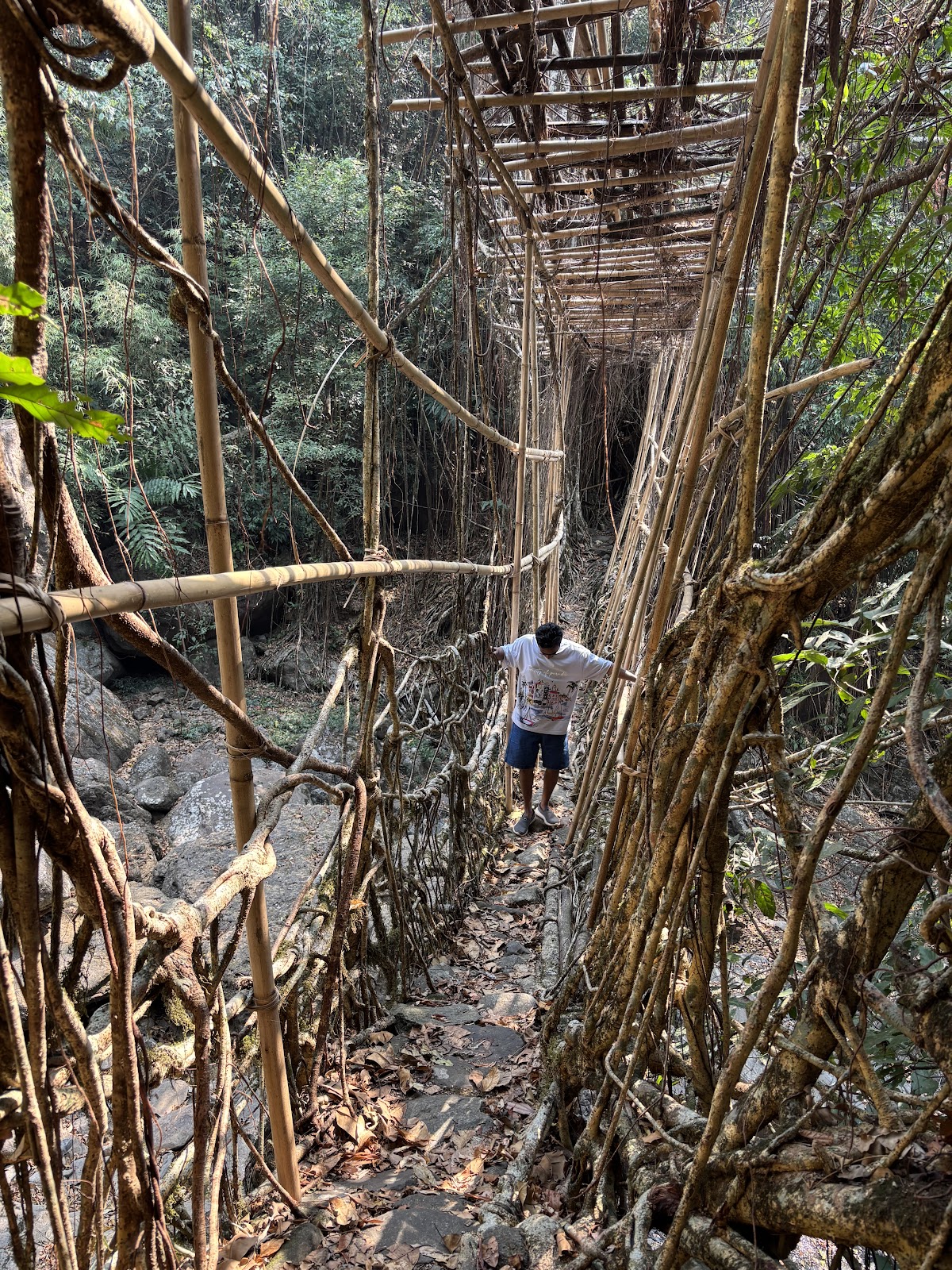 Living Root Bridges