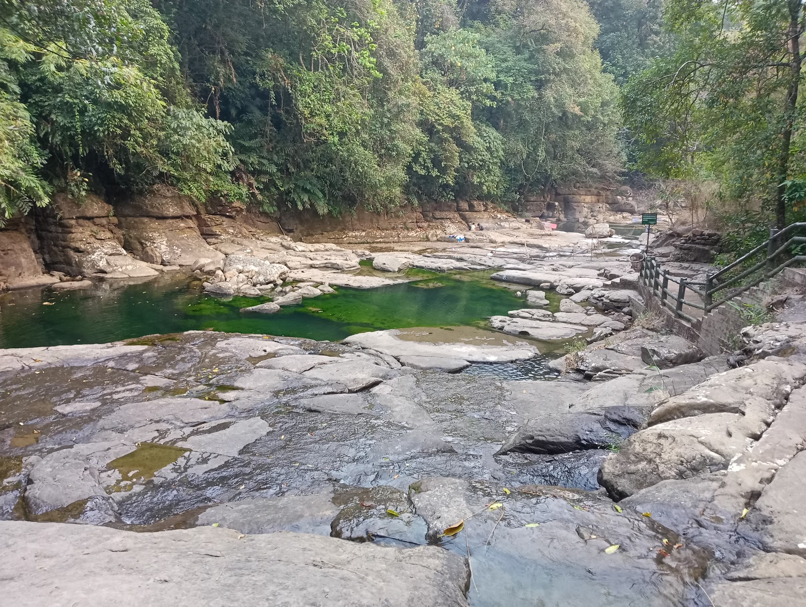 Living Root Bridges