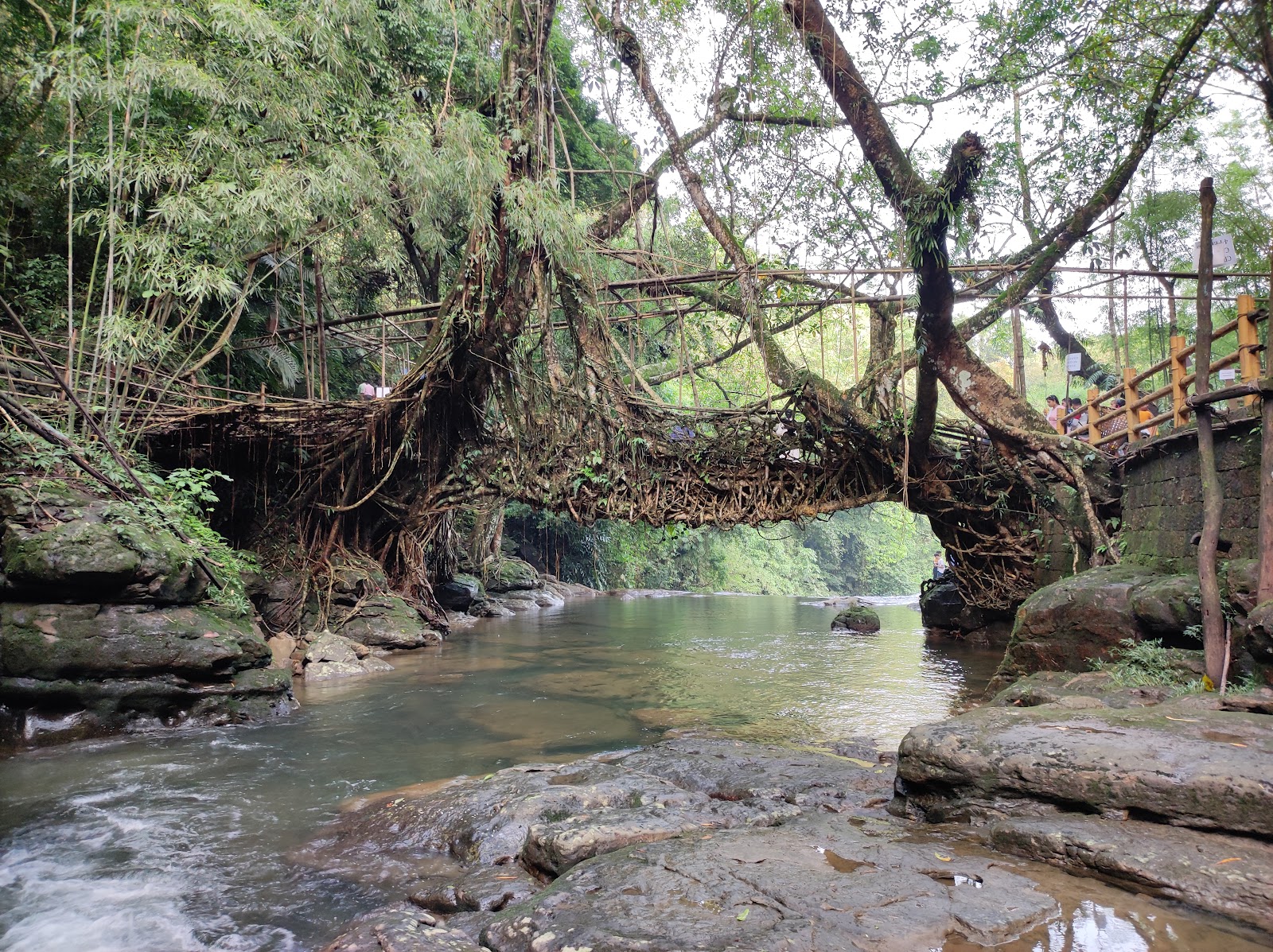 Living Root Bridges