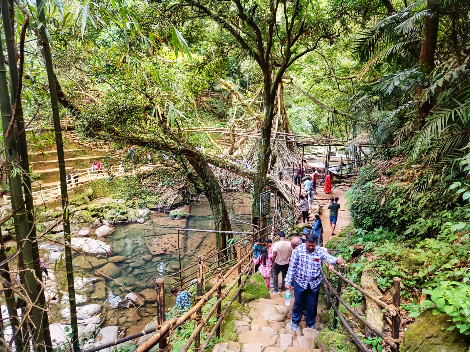 Living Root Bridges