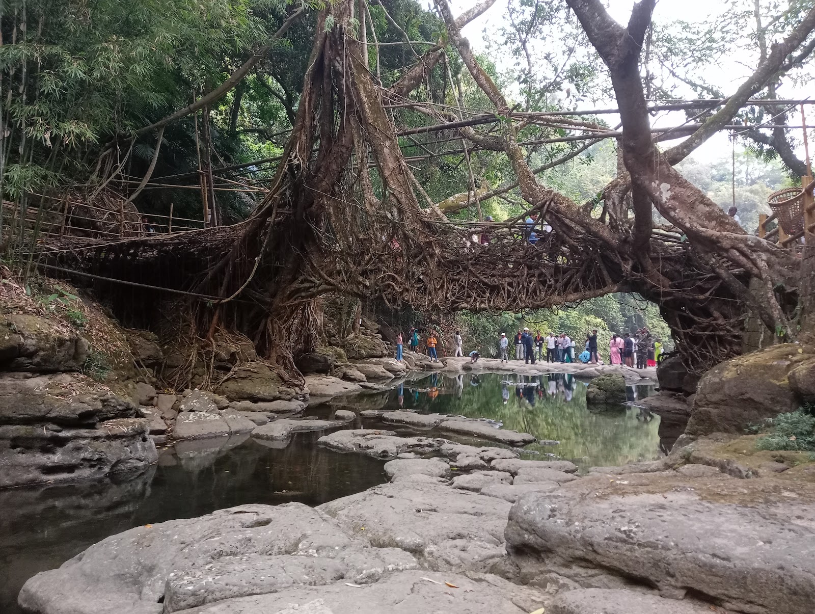 Living Root Bridges