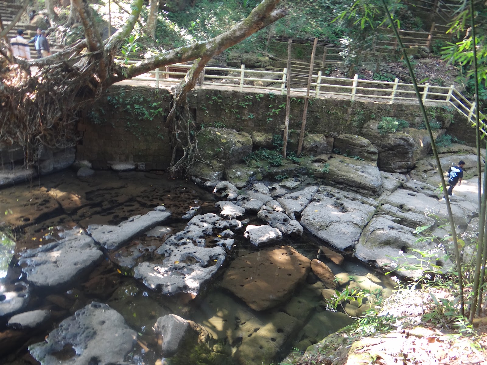 Living Root Bridges