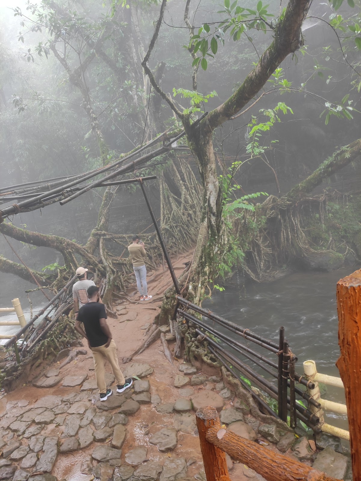 Living Root Bridges