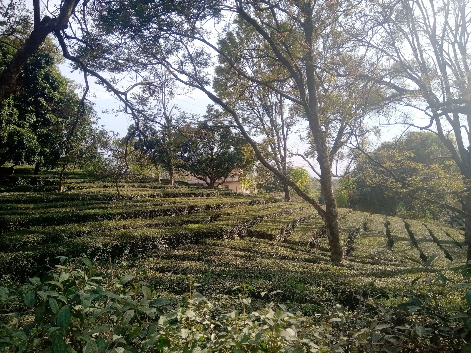 Heritage Walk to Chharabra