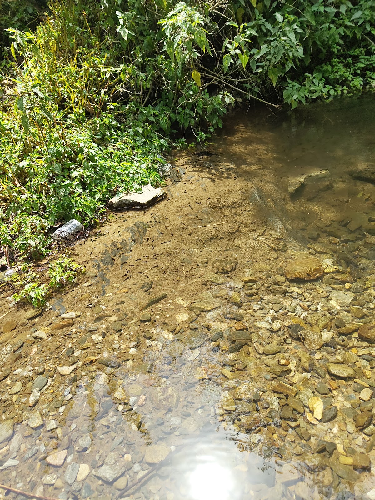 Local Himachali Village Trail