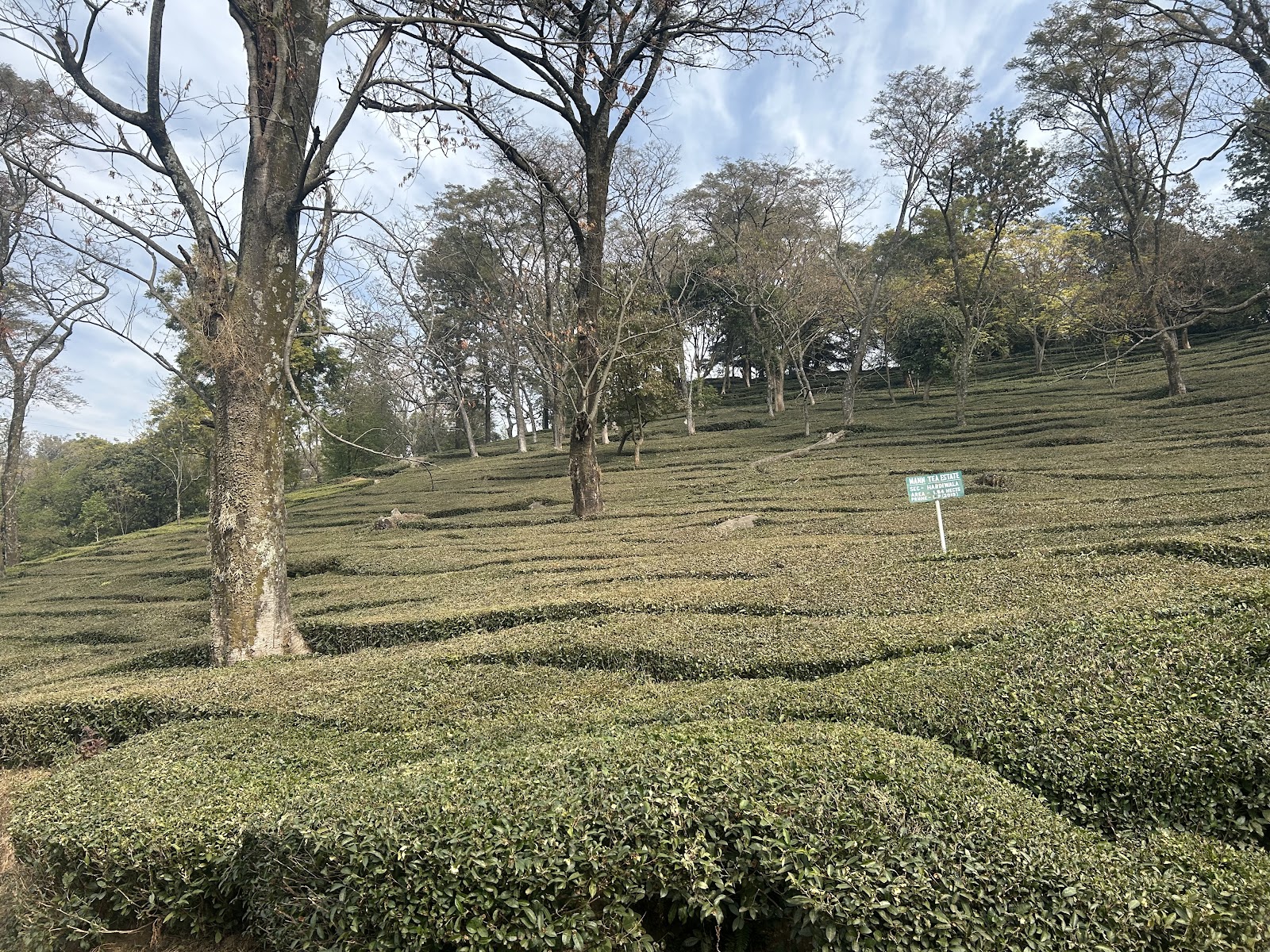 Tea Gardens Walk