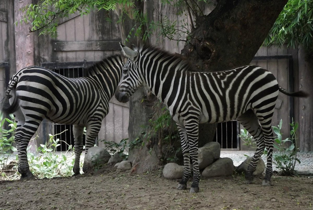 Kolkata Zoo