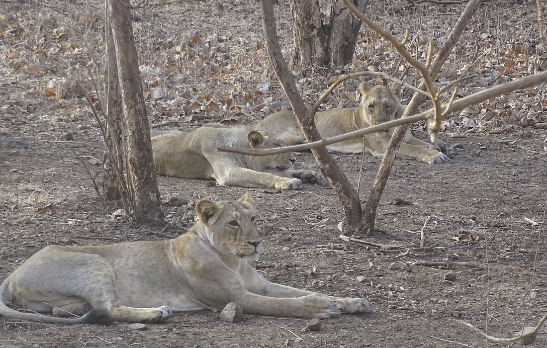 Gir National Park