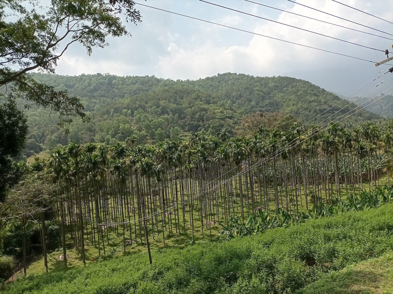 Mukkali Forest Station