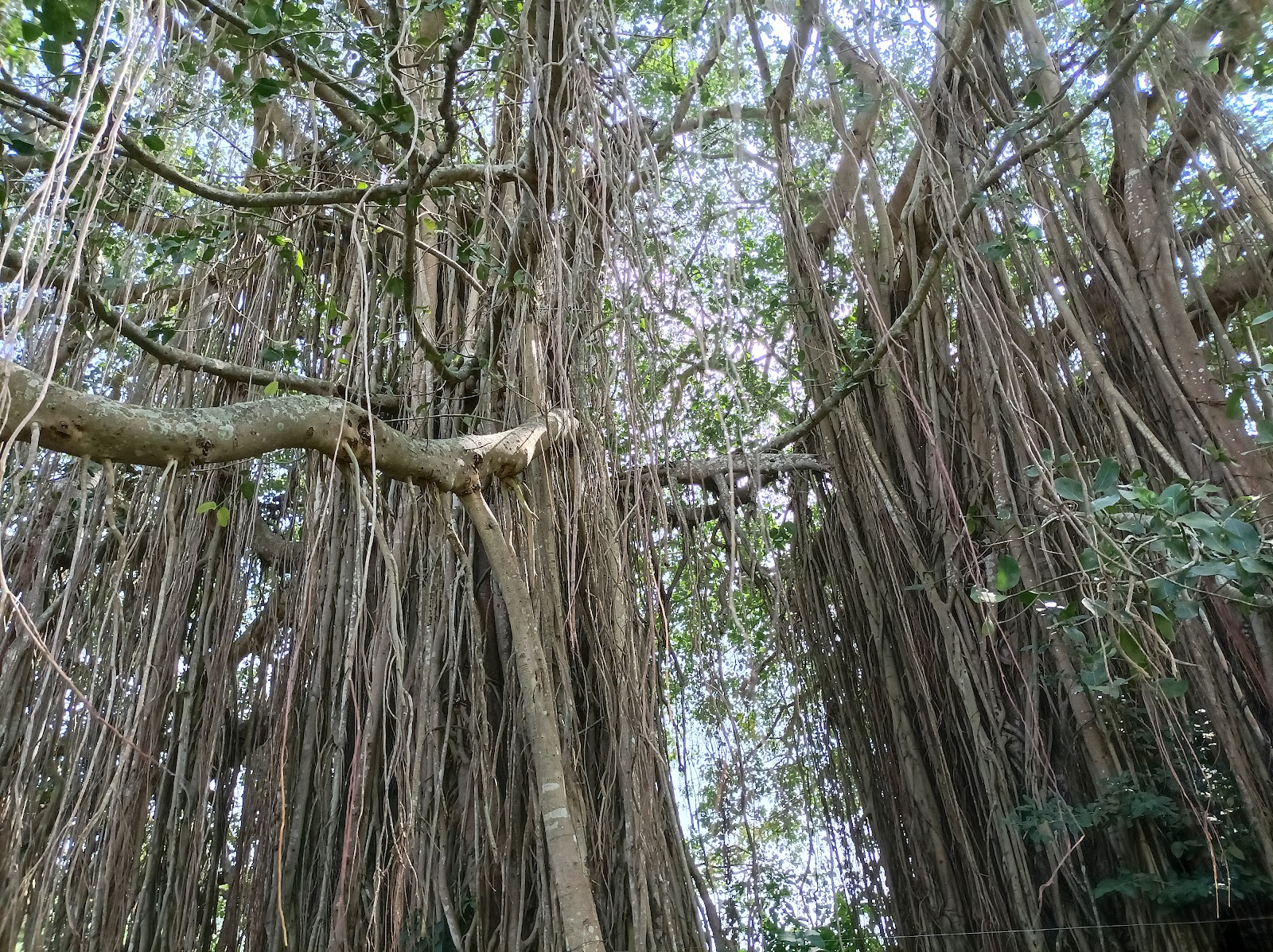 Mukkali Forest Station